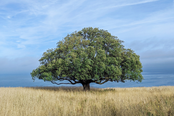 Photgraphie d'une chêne au milieu d'un champs