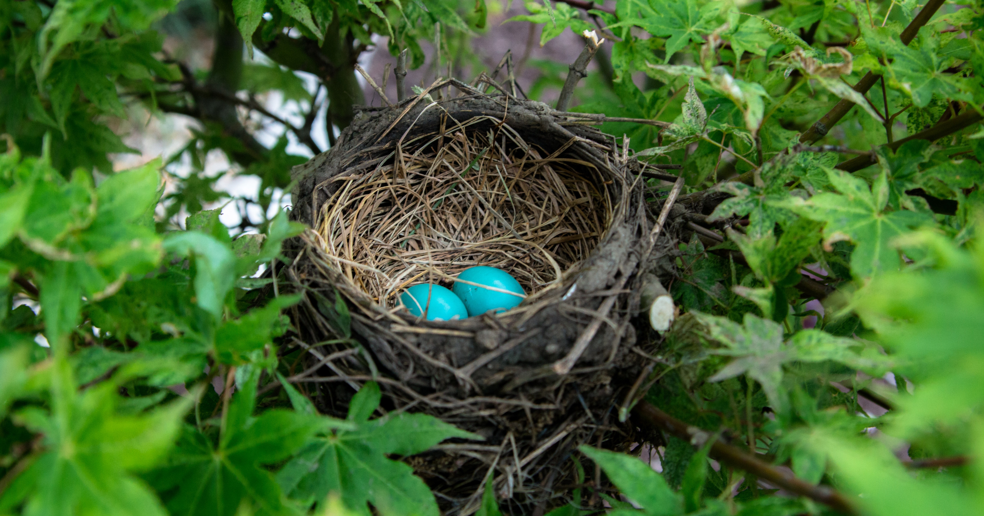 Photographie d'un nid d'oiseau contenant deux oeufs de couleur bleu