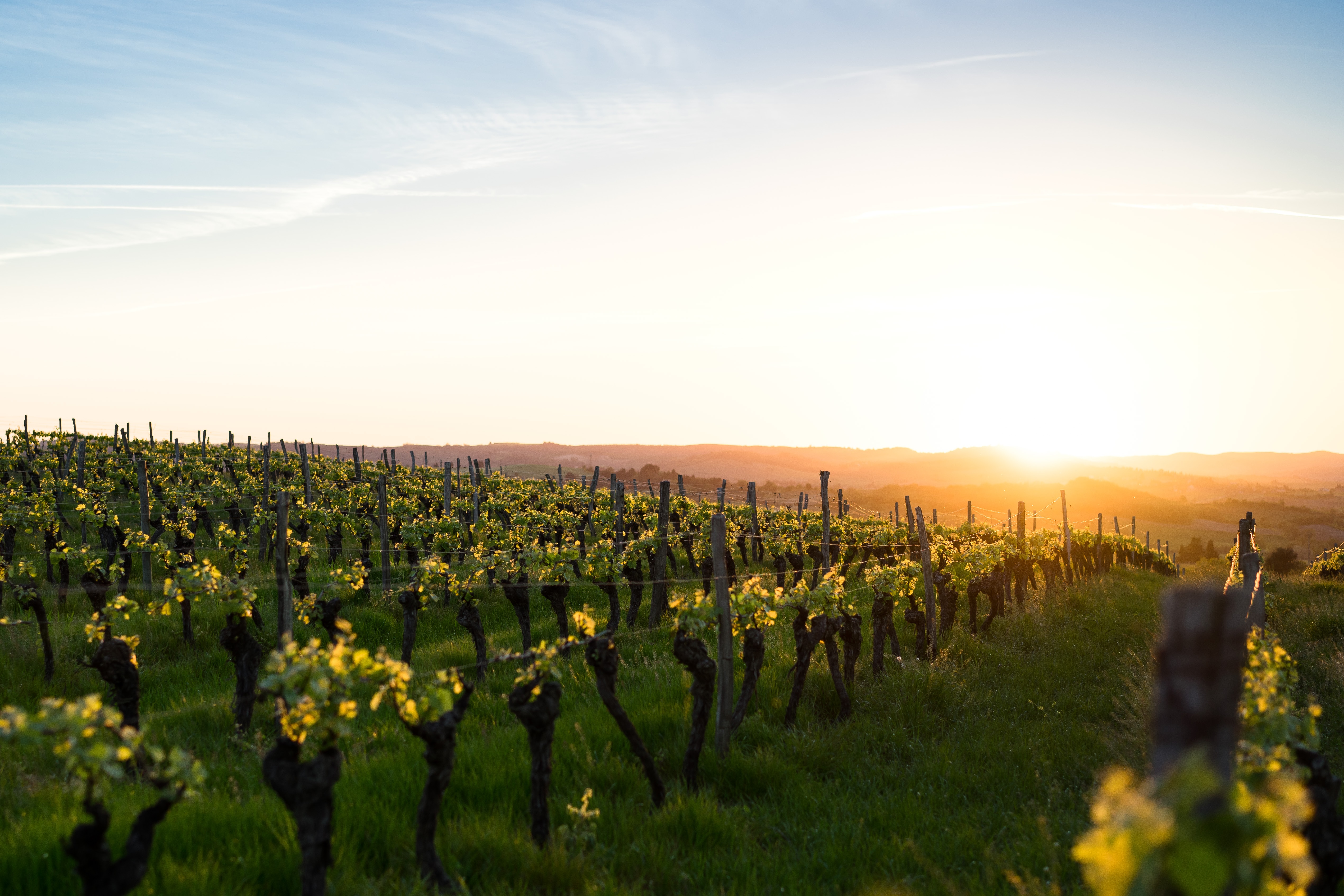 Phtographie de vignes en France