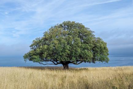 Photgraphie d'une chêne au milieu d'un champs