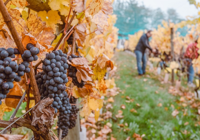 Illustration de l'article : Viticulteurs, agriculteurs : comment optimiser vos droits à la retraite