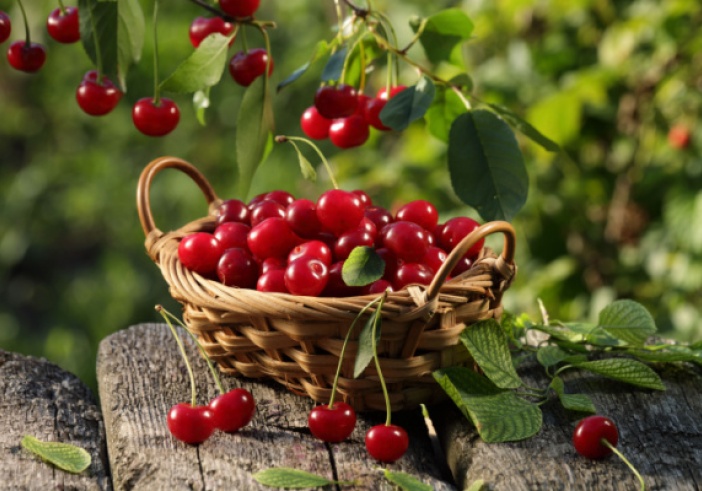 Illustration article : Cerises : pas de phosmet en France ?