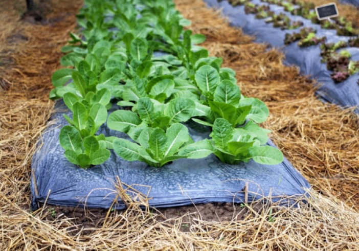 Illustration de l'article : Aléas climatiques et agriculture : une aide pour protéger les exploitations