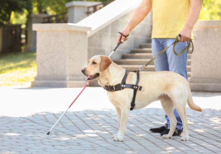 Illustration de l'article : Taxis : pouvez-vous refuser d’effectuer une course lorsque votre client est accompagné d’un chien-guide ?