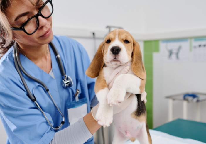 Illustration de l'article : Vétérinaire et poursuite disciplinaire : focus !