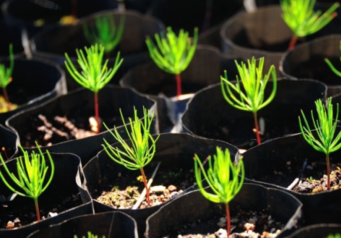 Illustration de l'article : Production de sapins de Noël : de nouvelles règles à respecter !