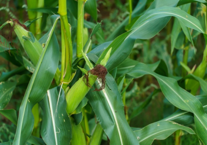 Illustration de l'article : Production agricole : et si vous n’avez pas appliqué le bon taux de TVA ?