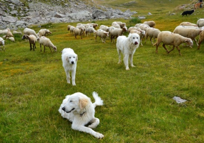 Illustration de l'article : Chiens de protection des troupeaux : du nouveau !