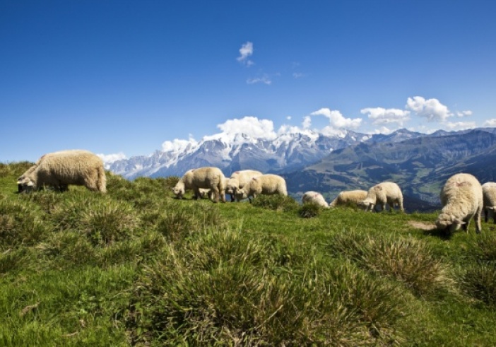 Illustration de l'article : Aides contre la prédation : un calendrier à ne pas manquer