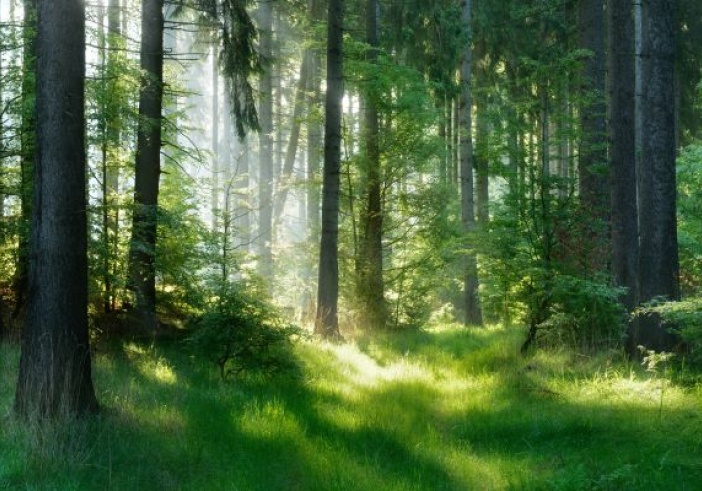 Illustration de l'article : Production de semences forestières : une subvention possible