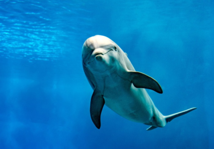 Illustration de l'article : Golfe de Gascogne : le Gouvernement sommé d’agir !