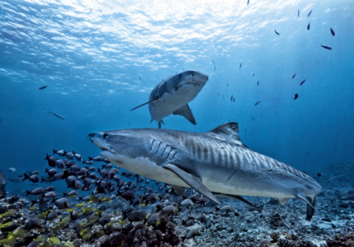 Illustration de l'article : Association nationale de défense de l’environnement : pouvez-vous agir contre une décision locale ?