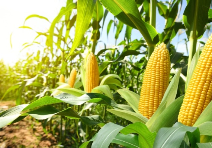 Illustration de l'article : Produits alimentaires et TVA : et si leur utilisation n’est pas « normale » ?