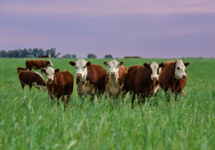 Illustration de l'article : Foyers de MHE dans les élevages : quelle indemnisation ?