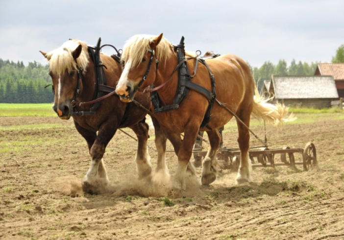 Illustration de l'article : Transition écologique : tous à cheval ?