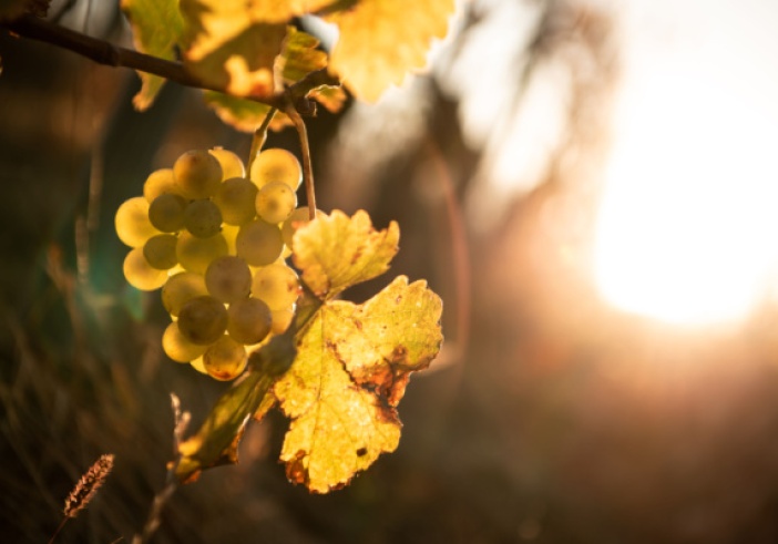 Illustration de l'article : Viticulture : déblocage d’aides pour le secteur