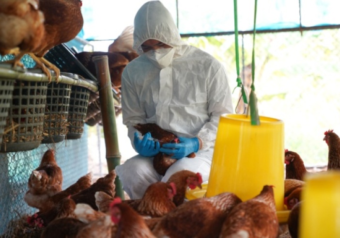 Illustration article : Influenza aviaire : une situation qui s’améliore