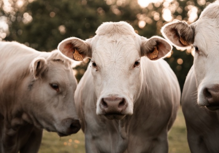 Illustration de l'article : Maladie bovine : une aide financière possible