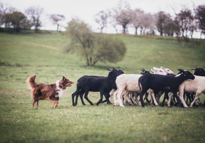 Illustration de l'article : Attaques de loups, d’ours et de lynx : nouveauté sur l’indemnisation