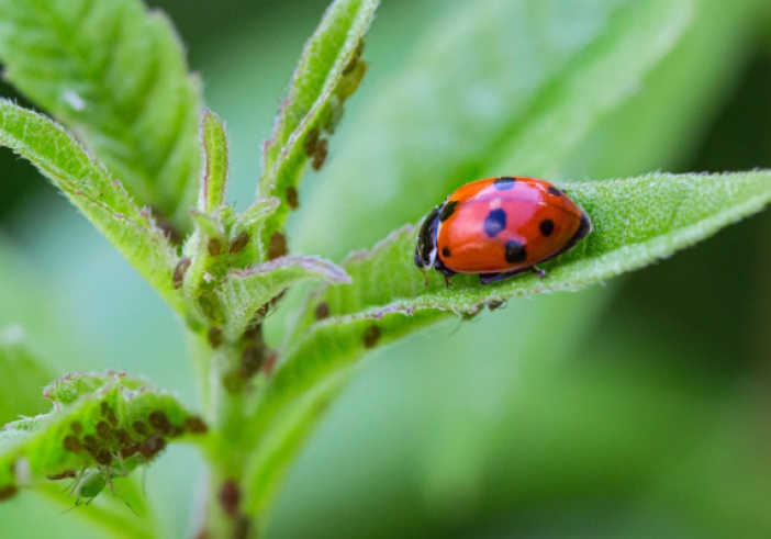 Illustration de l'article : Protection des cultures et de l’environnement : un guide pour lutter contre les « ravageurs »