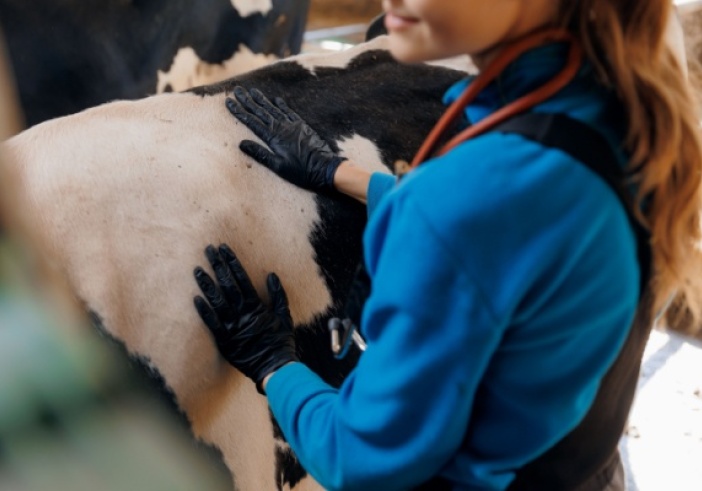 Illustration de l'article : Visites sanitaires obligatoires pour la filière bovine : petite modification de l’expérimentation !