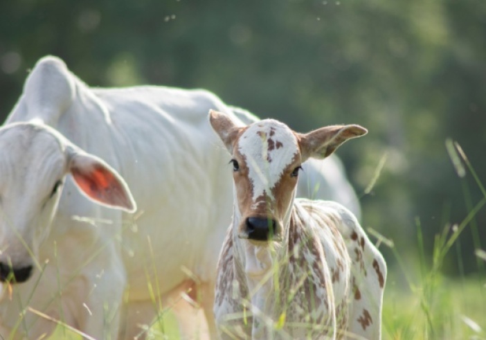 Illustration de l'article : Visites sanitaires obligatoires pour la filière bovine : une expérimentation mise en place !