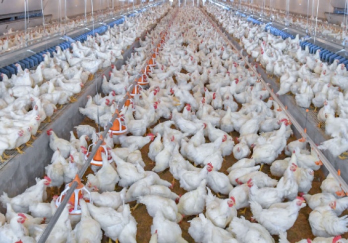 Illustration de l'article : Infections à Salmonella : mise en place d’un programme national de lutte