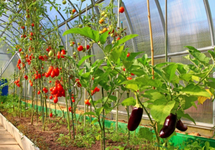 Illustration de l'article : Légumes d’été sous serres chauffées : attention à la date de vente !