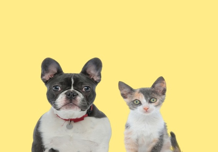 Illustration de l'article : Vente d’animaux de compagnie : de nouvelles sanctions à connaître