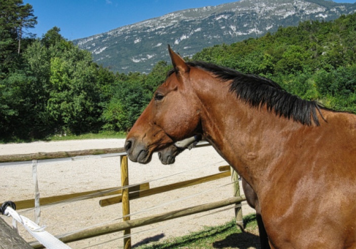Illustration de l'article : Centres équestres : TVA à 5,5 % ou à 20 % ?