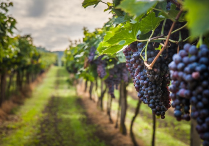 Illustration de l'article : Attentes du client et vices cachés : étude de cas