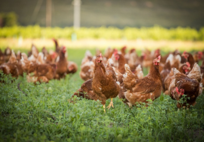 Illustration de l'article : Grippe aviaire : un niveau négligeable ?