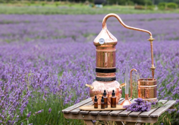 Illustration de l'article : Dispositif d’aide exceptionnelle pour la lavande : une éclaircie ?