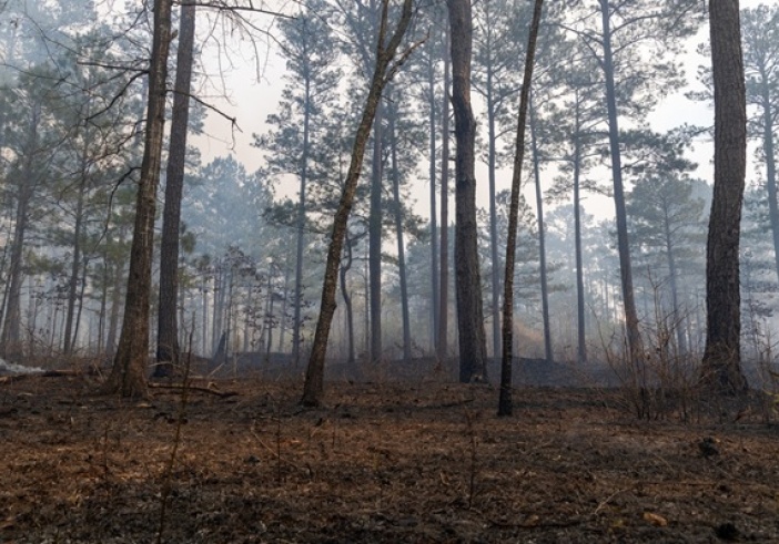 Illustration article : Aide au renouvellement forestier : un accès réglementé ?