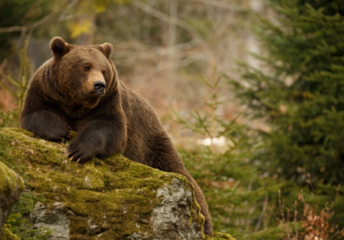 Illustration de l'article : Effarouchement des ours bruns dans les Pyrénées : quelles règles ?