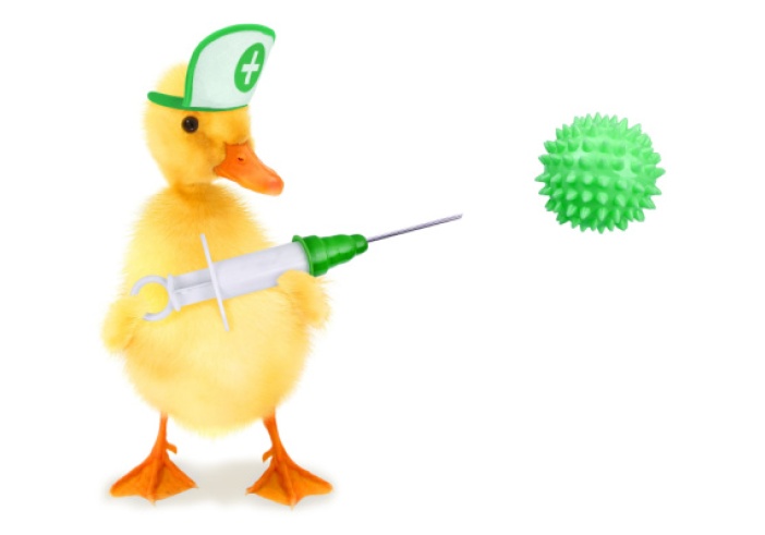 Illustration de l'article : Grippe aviaire : la campagne de vaccination des canards est lancée !