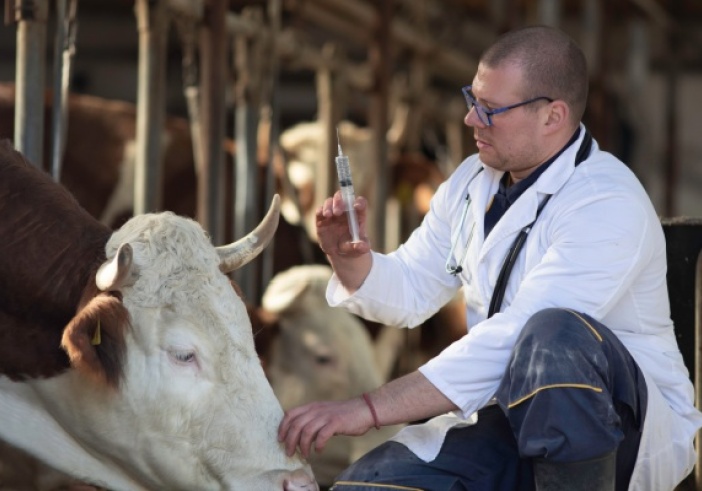 Illustration de l'article : Agriculture : le point sur les épidémies