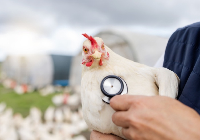 Illustration de l'article : Grippe aviaire : un trou dans la trésorerie ?