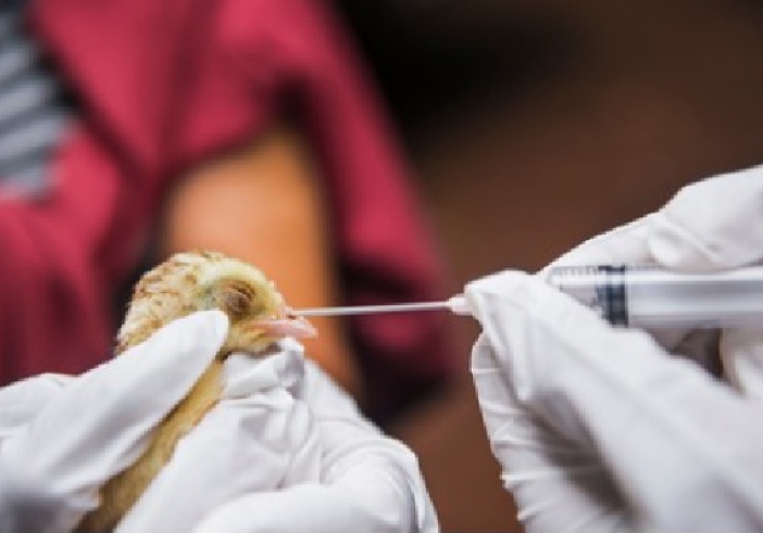 Illustration de l'article : Grippe aviaire : faire face à l’hiver