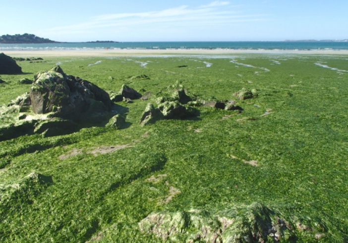 Illustration de l'article : Agriculteurs : de nouvelles obligations pour lutter contre les marées vertes