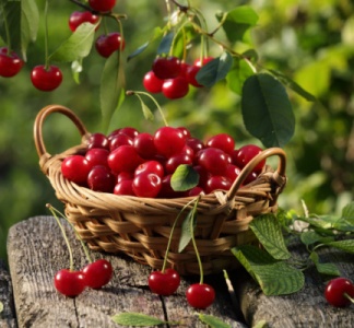 Illustration article : Cerises : pas de phosmet en France ?