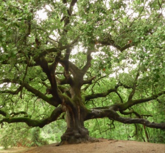 Illustration article : Plan local d’urbanisme (PLU) = protecteur des arbres ?