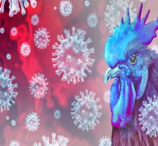 Illustration article : Grippe aviaire : un nouveau report de cotisations sociales pour les éleveurs !