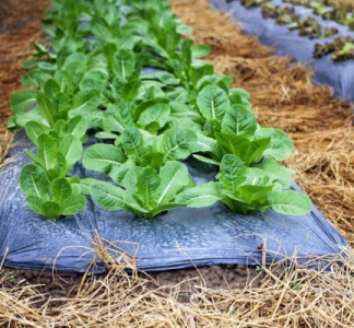 Illustration article : Aléas climatiques et agriculture : une aide pour protéger les exploitations