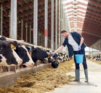 Illustration article : Éleveurs : une indemnisation en cas d’abattage d’animaux sur ordre de l’administration