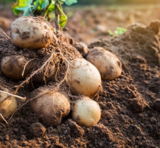 Illustration article : Filière de la pomme de terre : un soutien financier