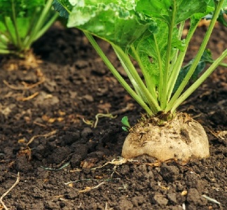 Illustration article : Utilisation dérogatoire de néonicotinoïdes : c’est terminé !