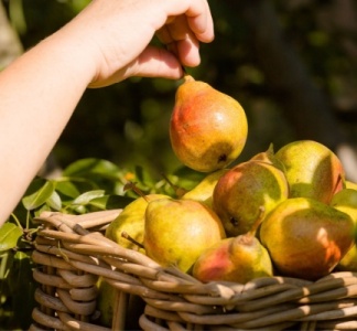 Illustration article : Aides couplées végétales : montants connus pour 2023