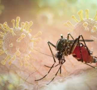 Illustration article : Paludisme : vigilance à Mayotte et en Corse