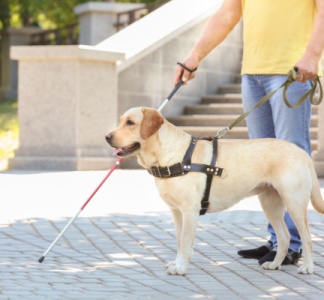 Illustration article : Taxis : pouvez-vous refuser d’effectuer une course lorsque votre client est accompagné d’un chien-guide ?